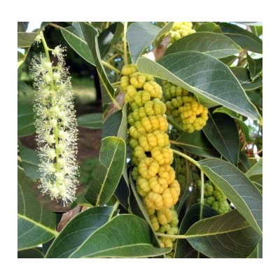 PHYTOLACCA dioica "Sloní strom" 10 semen