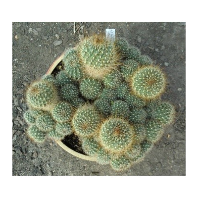 AYLOSTERA sp. Köhres 20 semen