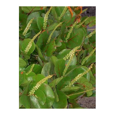 COCOLOBA uvifera "Mořské víno" 5 semen