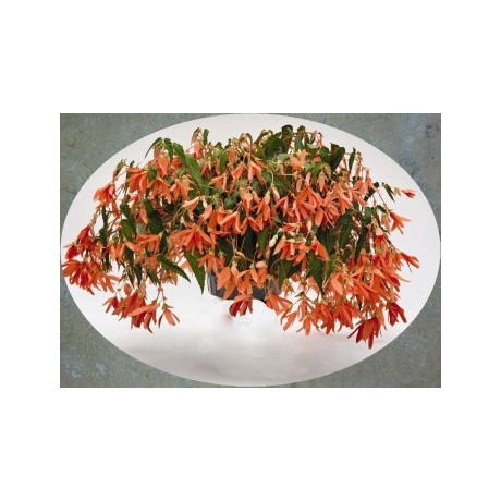 BEGONIA boliviensis Lososová (porce)