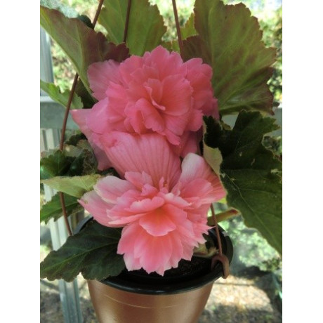 BEGONIA tuberhybrida Nonstop Růžová (porce)