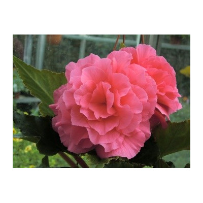 BEGONIA tuberhybrida Nonstop Růžová (porce)