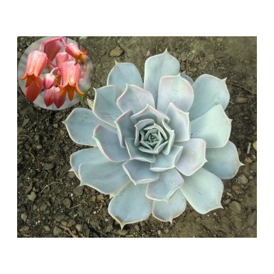 ECHEVERIA lilacina 30 semen