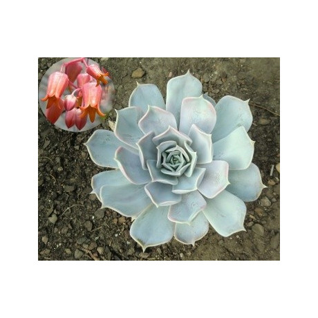 ECHEVERIA lilacina 30 semen