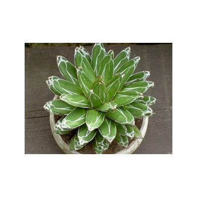 Agave victoriae-reginae (Huasteca Canyon) 3 semena