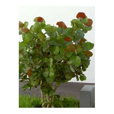 COCOLOBA uvifera "Mořské víno" 5 semen