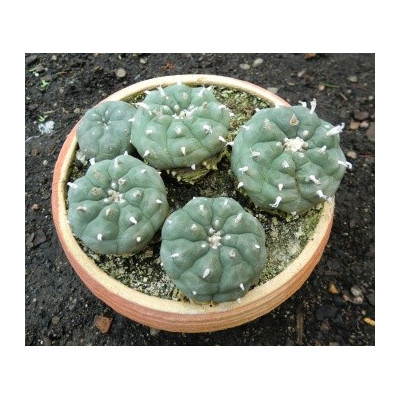 LOPHOPHORA williamsii 8 semen