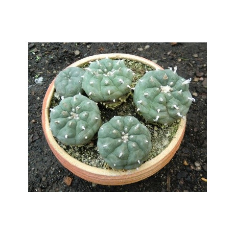 LOPHOPHORA williamsii 8 semen