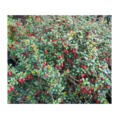 UGNI molinae "Čilská jahodová myrta" 5 semen