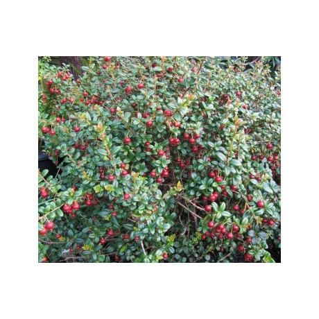 UGNI molinae "Čilská jahodová myrta" 5 semen