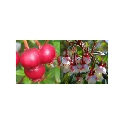 UGNI molinae "Čilská jahodová myrta" 5 semen