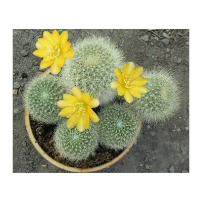 REBUTIA senilis v. kesselringiana 30 semen