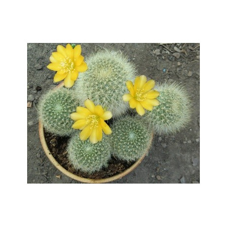 REBUTIA senilis v. kesselringiana 30 semen