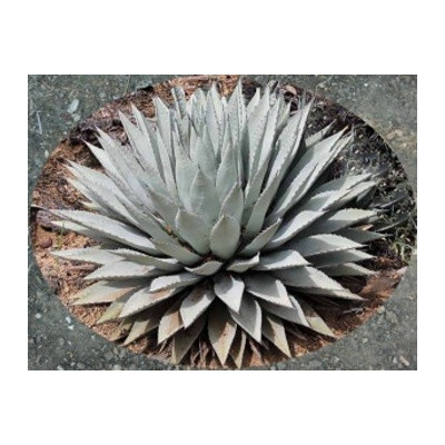 AGAVE parryi v. couesii 5 semen