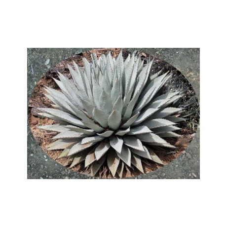AGAVE parryi v. couesii 5 semen