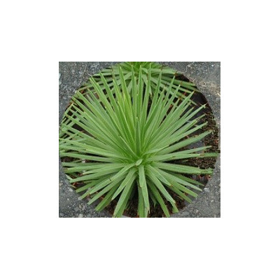 AGAVE stricta v. nana 7 semen 