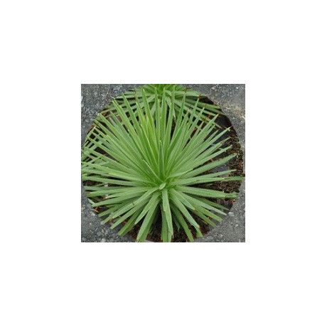 AGAVE stricta v. nana 7 semen 