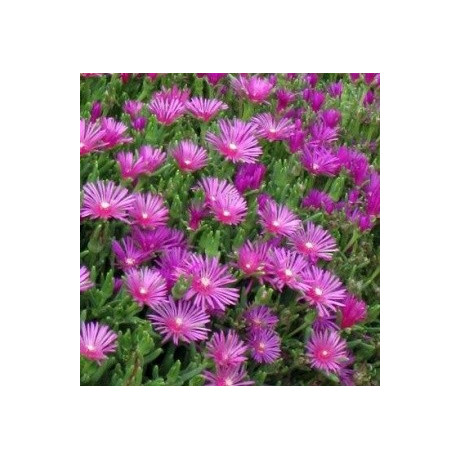 DELOSPERMA cooperi 10 semen