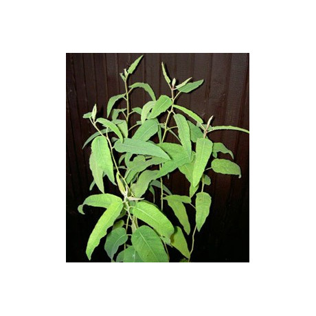 EUCALYPTUS citriodora 10 semen