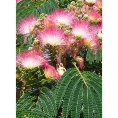 ALBIZIA julibrissin "Perská akácie" 5 semen