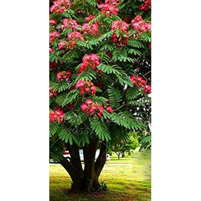 ALBIZIA julibrissin rosea 10 semen