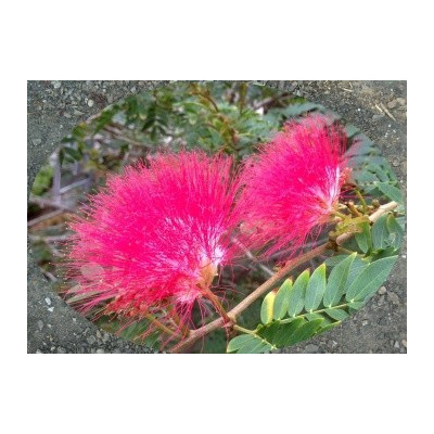 ALBIZIA julibrissin rosea 10 semen