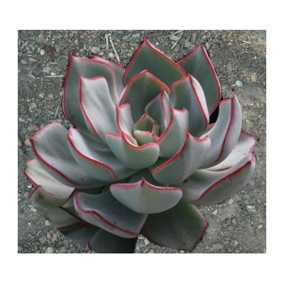 ECHEVERIA strictiflora (Saltillo) 30 semen