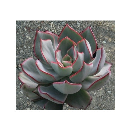 ECHEVERIA strictiflora (Saltillo) 30 semen