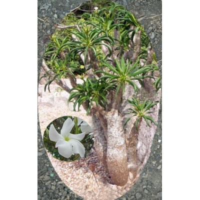 PACHYPODIUM rutenbergianum var. rutenbergianum "Madagaskarská palma" 3 semena