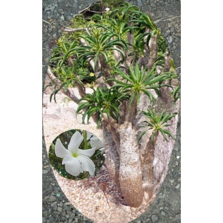 PACHYPODIUM rutenbergianum var. rutenbergianum "Madagaskarská palma" 3 semena