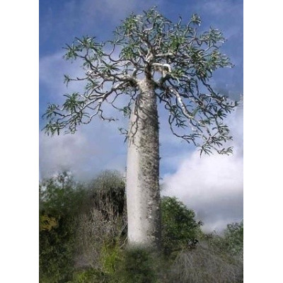 PACHYPODIUM mikea "Madagaskarská palma" 3 semena