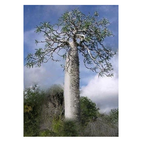 PACHYPODIUM mikea "Madagaskarská palma" 3 semena