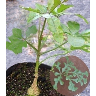 CUSSONIA zuluensis 4 semena