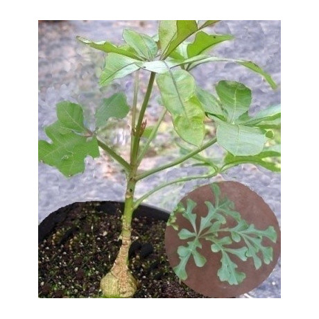 CUSSONIA zuluensis 4 semena