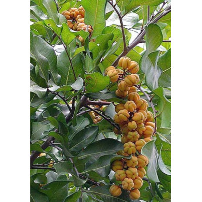 CUPANIOPSIS anacardioides 5 semen