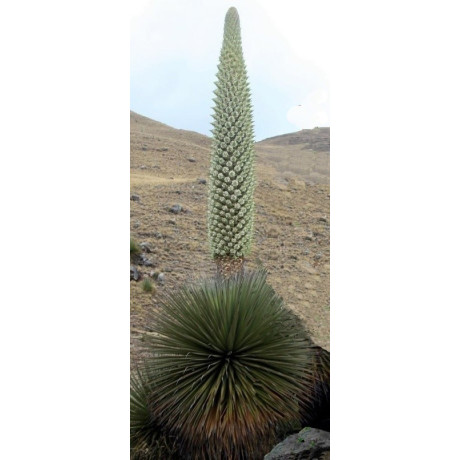 PUYA raimondii "Královna And" 5 semen