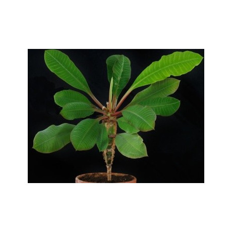 EUPHORBIA leuconeura "Madagaskarský klenot" 5 semen