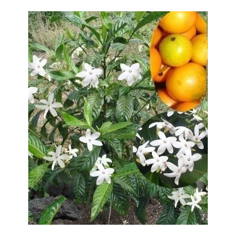 RANDIA fitzalanii 3 semena