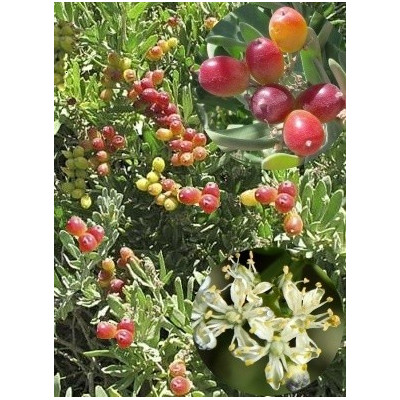 NITRARIA billardierei "Divoké hrozny" 3 semena