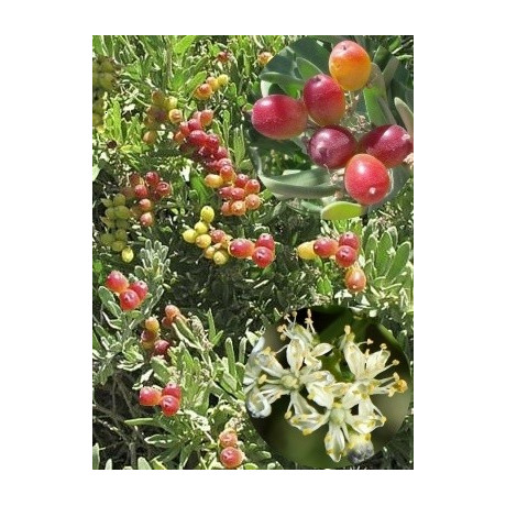 NITRARIA billardierei "Divoké hrozny" 3 semena