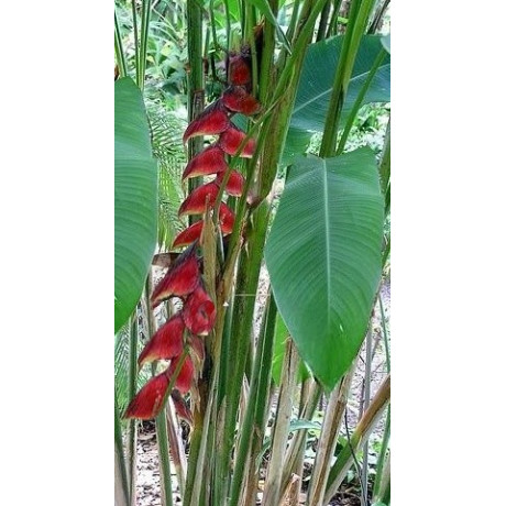 HELICONIA nigripraefixa 3 semena