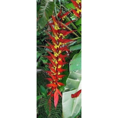 HELICONIA dielsiana 3 semena