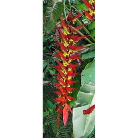 HELICONIA dielsiana 3 semena