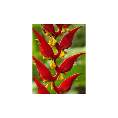 HELICONIA dielsiana 3 semena