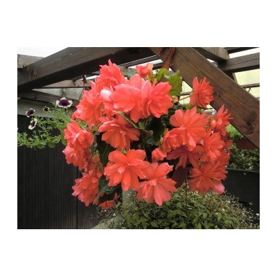 BEGONIA I´CONIA Miss Malibu (porce) 