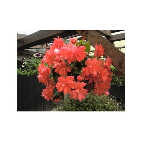 BEGONIA I´CONIA Miss Malibu (porce) 