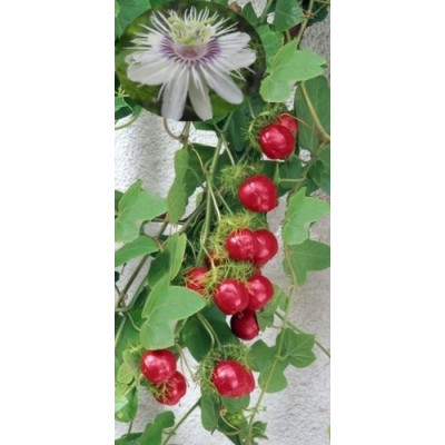 PASSIFLORA foetida var. gossypiifolia 3 semena