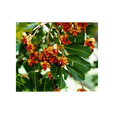 CUPANIOPSIS anacardioides 5 semen