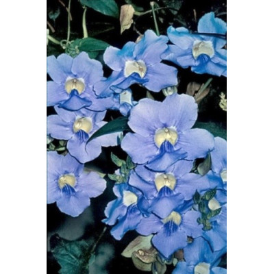 THUNBERGIA laurifolia 3 semena