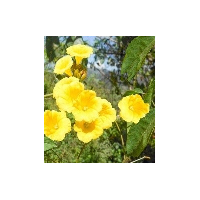 IPOMOEA aurantiaca 5 semen